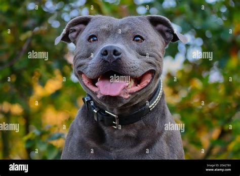 Close Up Of Happy English Staffordshire Bull Terrier In The Nature