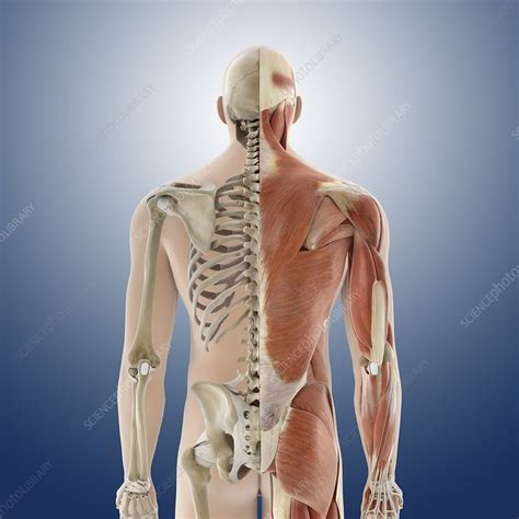 Back anatomy, artwork - Stock Image - C013/1009 - Science Photo Library