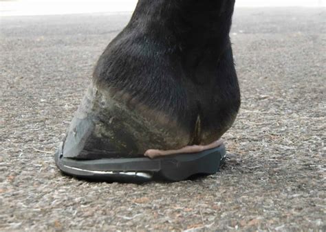 Shoeing The Low Heeled Horse The Horse