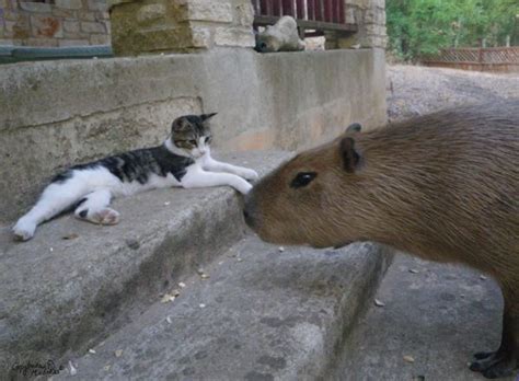 Capybara Madness Meet A Giant Rodent Who Hugs Cats Catster In 2022