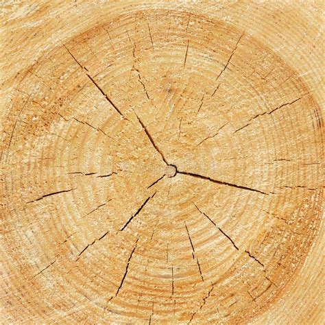 Wood Texture Of Cutted Tree Trunk Stock Image Image Of Shape Cracked