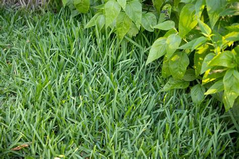 Tips To Plant Centipede Grass Garden Kingh