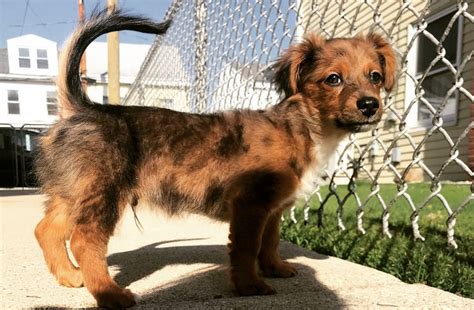 Boston terrier x cocker spaniel mix = boston spaniel. Top 12 Cutest Pomeranian Mix Dog Breeds - Puppies Club