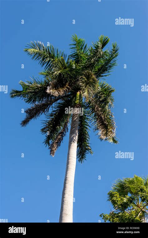 Royal Palm Roystonea Regia Tree Is The National Cuban Tree A Symbol