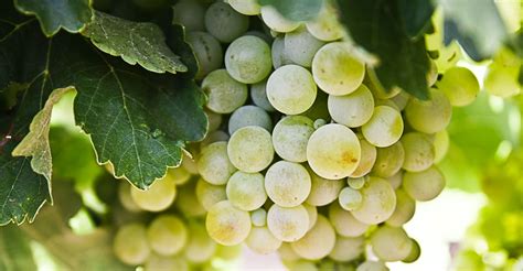 White Grape Varietals ‘brief Insights Grape To Glass