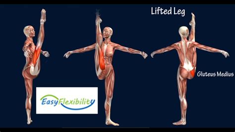 How to Grand Battement Devant Ballet Muscle Animation EasyFlexibility