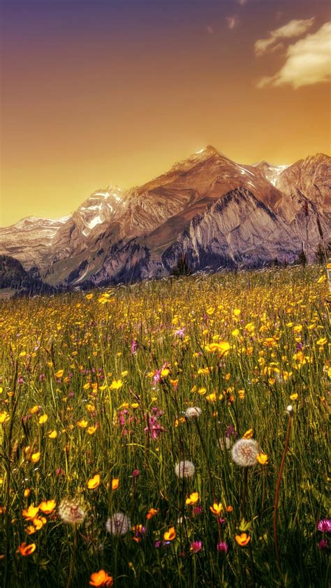 Wild Flowers In The Mountainside Wallpaper Backiee