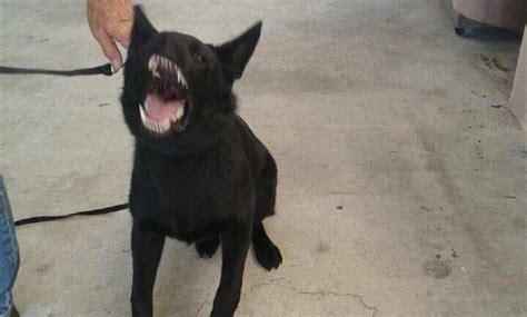 German shepherd 6 months old male. IMPORTED BLACK MALE 6 MONTHS OLD FROM CZ REPUBLIC | Harter ...