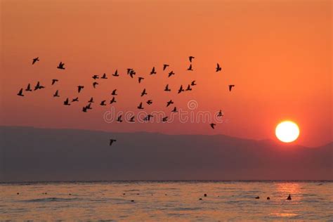 Birds Traveling At Sunrise Stock Image Image Of Beach 57259751