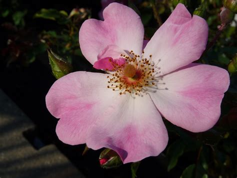 Rosy Cushion Heesterrozen Rosarium Lottum