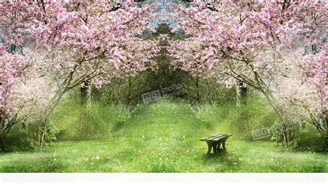 Springtime Sakura Garden Stock Animation 11576614