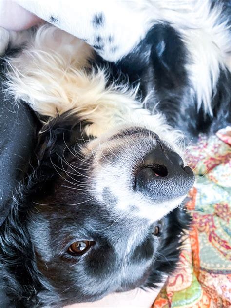 15 Things Only Border Collie Owners Will Understand Pettime