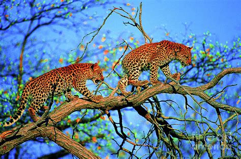 Leopard Tree Photograph By Julien Coallier Fine Art America