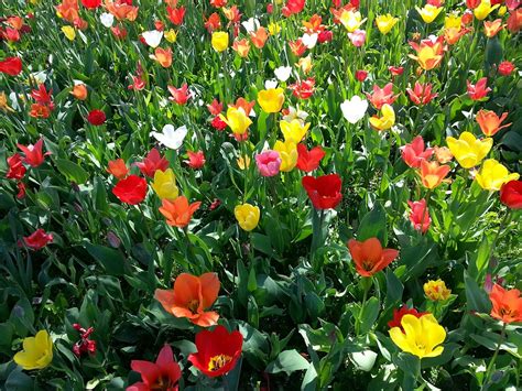 Tulips Tulip Bed Colorful Free Photo On Pixabay Pixabay