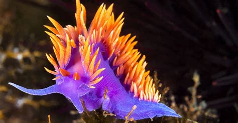 Nudibranchs Psychedelic Thieves Of The Sea Natural History Museum