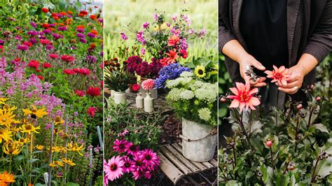 Planning A Cut Flower Garden Top Tips For Beautiful Blooms Homes