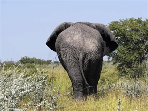Adult Male African Elephant Loxodonta Africana Etosha National Park
