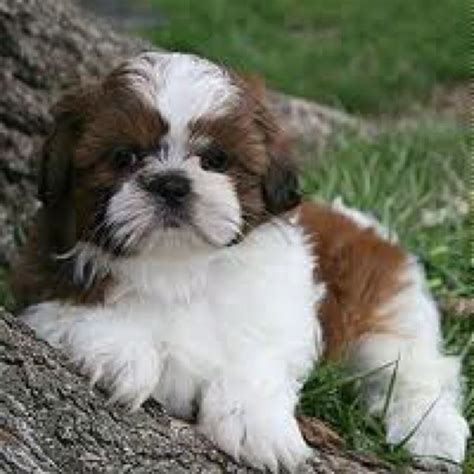 I Really Want A Shi Tzu Shitzu Puppies Shih Tzu Puppy Shih Tzus