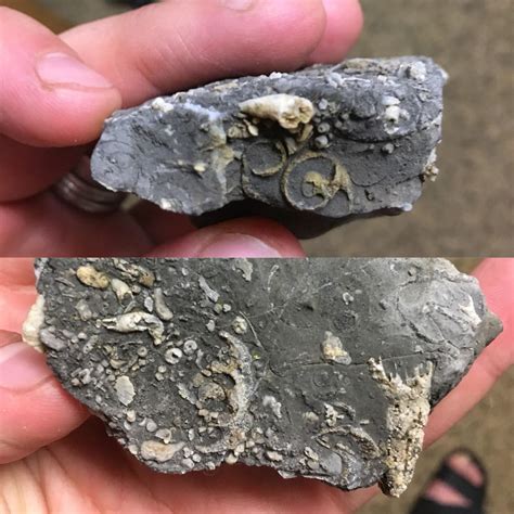 Fossiliferous Limestone Ut 300 500 Ma X Post Rfossilid Rrockhounds