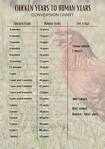 Chicken Years To Human Years Cyhy