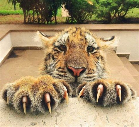 Psbattle Tiger Claws Rphotoshopbattles