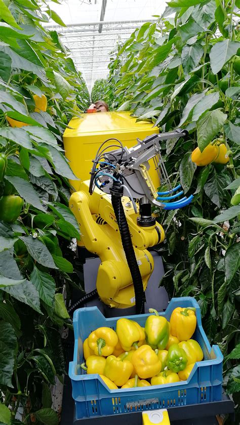 Pepper Picking Robot Demonstrates Its Skills In Greenhouse Labour
