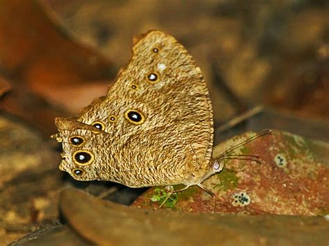 Common Evening Brown Melanitis Leda Kitulgala Forest Res Flickr
