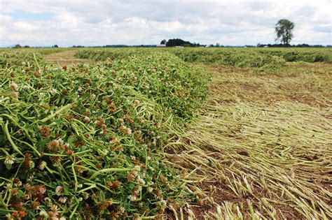 Turning Legume Cover Crops Into Forage Applications Agdaily
