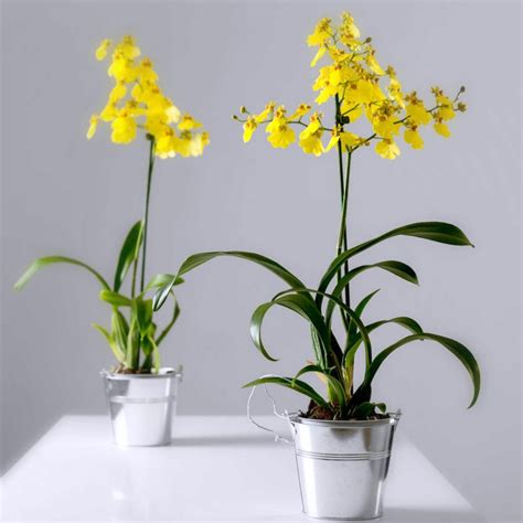 He was saddened at his doing but as a father he taught them a lesson which was to fulfill their promises, the. Orchid ~ Yellow Dancing Lady Oncidium House Plant | Flower ...