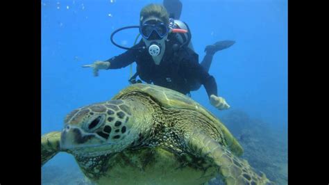 Padi, ssi, sdi, and naui are some of the major certifying bodies for scuba divers. Hawaii Scuba Diving Tours - YouTube