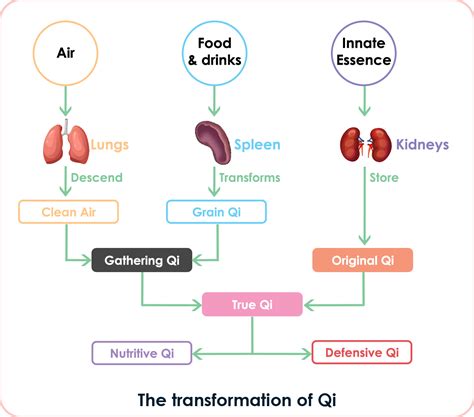 Qi In Chinese Medicine