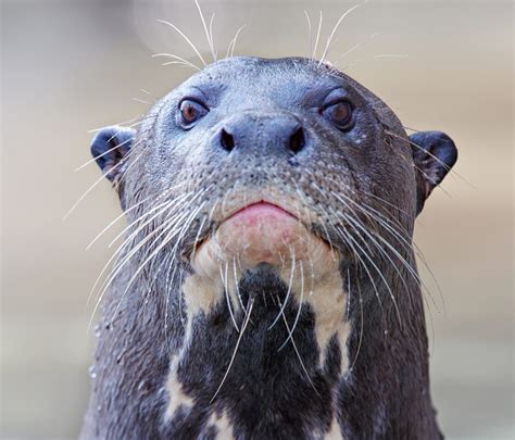Giant Otter Pteronura Brasiliensis Iucnssc Otter Specialist Group