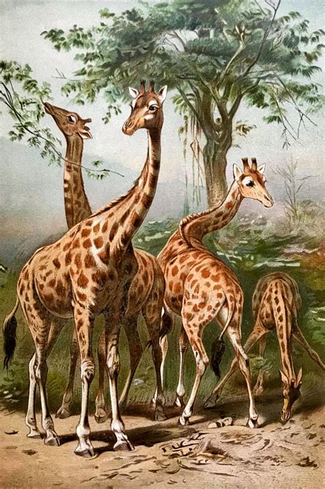 It is considered to be an attempt, by stone age peoples, to gain some sort of control over their environment, whether by magic or ritual. The Graphics Monarch: Printable Giraffe Art Vintage African Animal Print Download Artwork