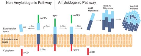 A Schematic Representation Of Beta Amyloid Pathway That Leads To Ad