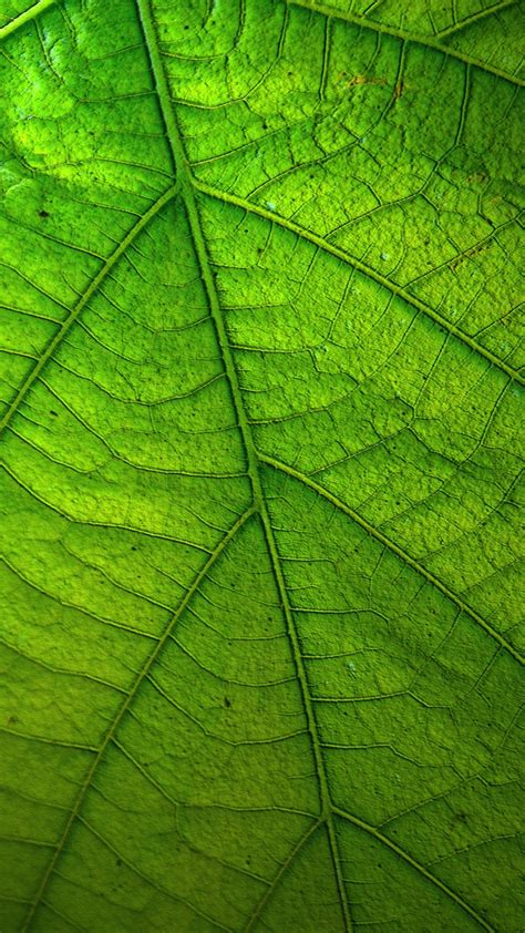 Green Leaf Wallpaper Iphone Android And Desktop Backgrounds
