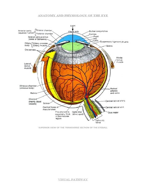 Anatomy And Physiology Of The Eye Pdf