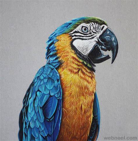 Colored Pencil Drawing Bird Realistic Animal Drawings Realistic