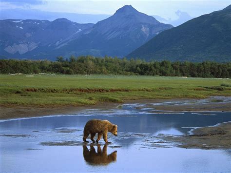 Animals Grizzly Bear Crossing River Katmai National Park