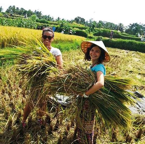 Sawah Bali The Organisation Preserving Balis Rice Fields Now Bali