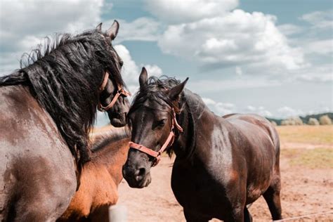 Quantas Raças De Cavalo Existem No Mundo