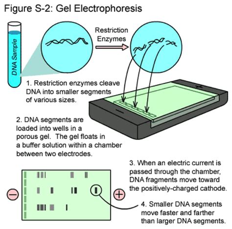 I have recently had a paternity test carried to determine if a man is my father. Team:Elan Vital South Korea/p process - 2014hs.igem.org