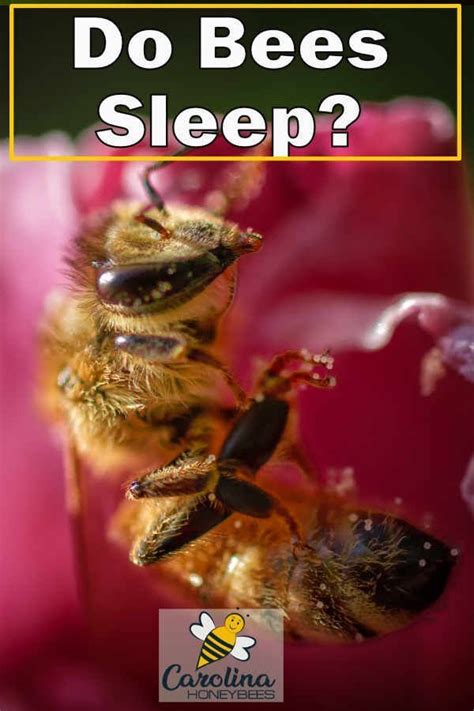 Do Bees Sleep Bee Backyard Bee Bee Keeping