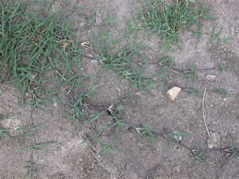 Bermudagrass