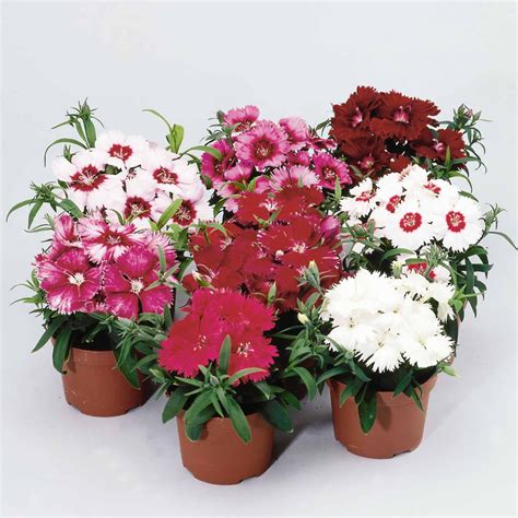 Dianthus Diana Series Flower Seeds Mix 100 Seeds Annual Flower