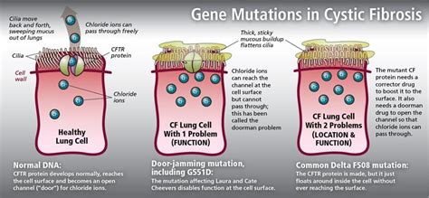 Cystic Fibrosis Genetics Know Your Cf Mutations