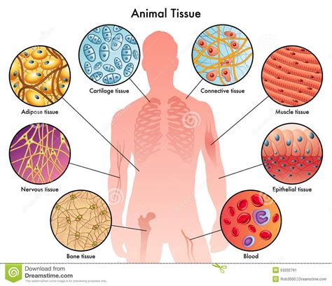The Types Of Tissue