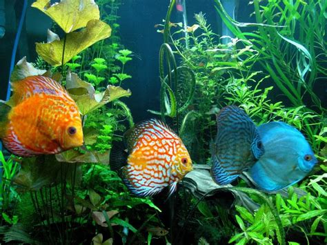 Discus Fish Copyrighted Free Use Wikifile