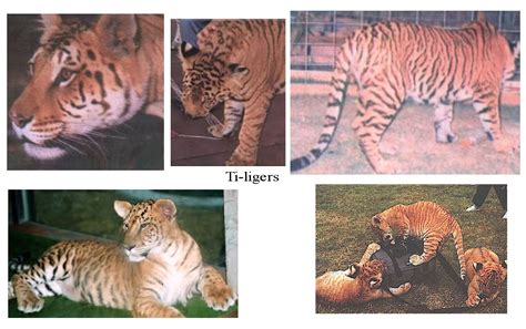 Other Lion Tiger Hybrids