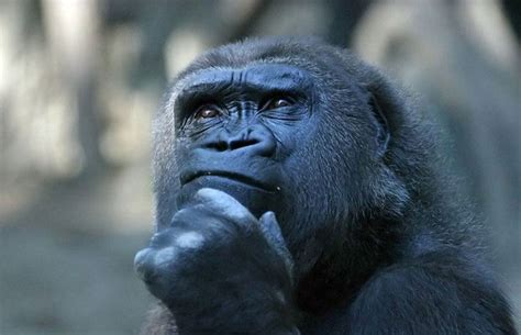 Gorilla Thinking Patriziasoliani Flickr