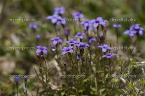 Houstonia Pusilla Tiny Bluet Wildflowers Of Alabama — Stock Photo